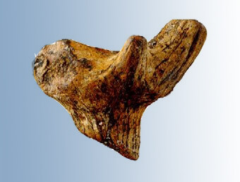Ein kleines Geweih (Höhe ca. 4 cm) aus den rheinhessischen Dinotheriensand