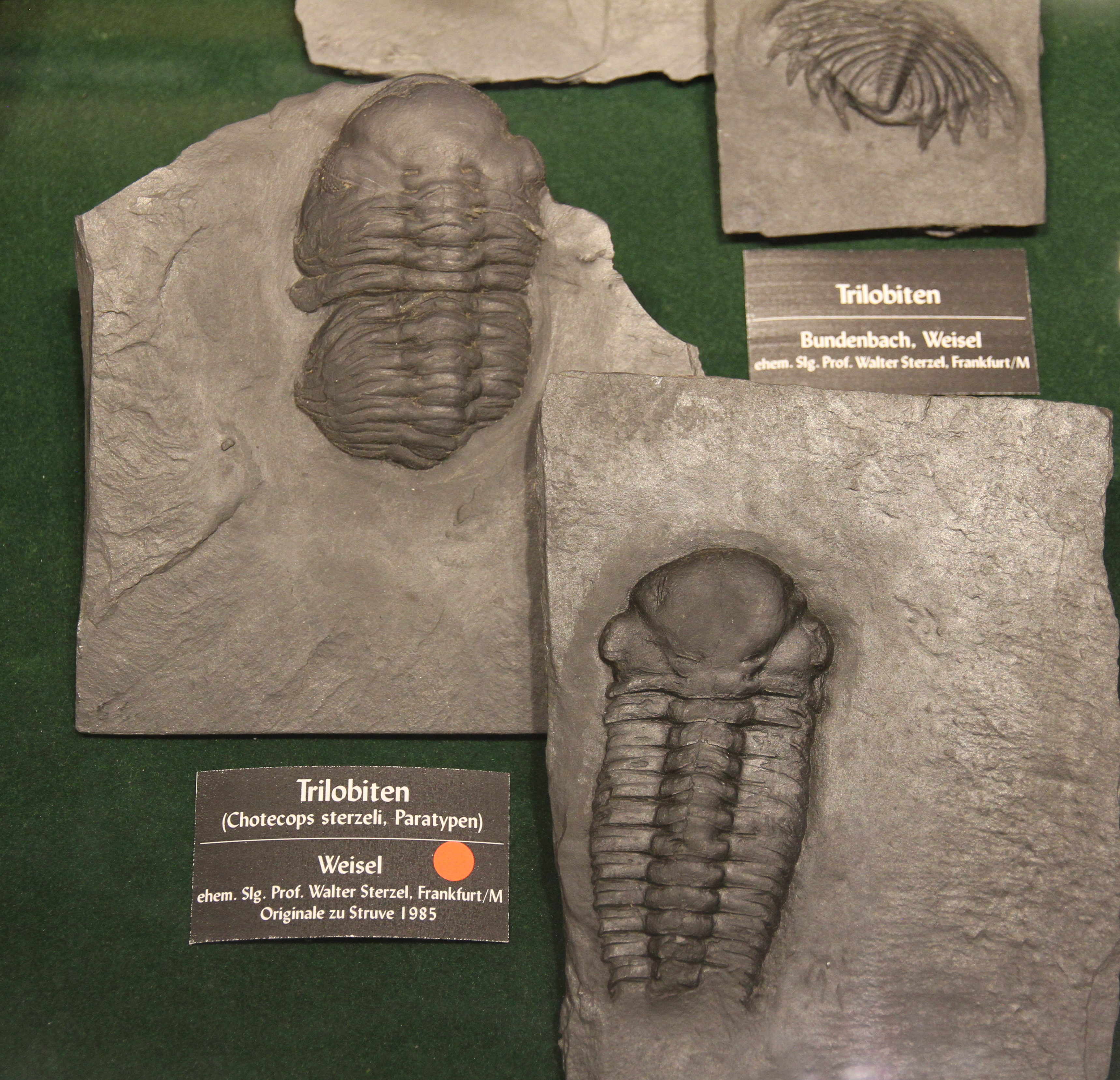 Trilobiten Chotecops sterzeli (aus der Sammlung Sterzel)